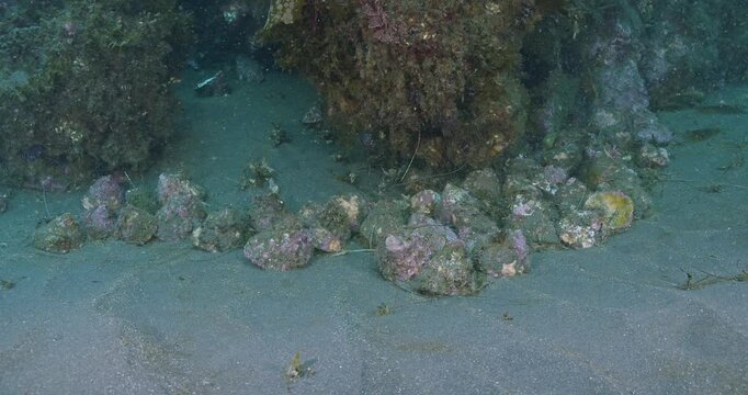  Large assembly of wavy turban snails.