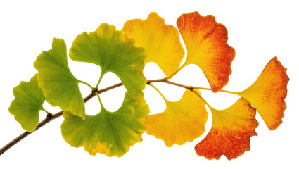 Vibrant Yellow Green Ginkgo Biloba Leaves on Branch © Maria