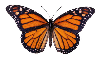 Vibrant Monarch Butterfly with Orange Wings and Black Veins © Maria