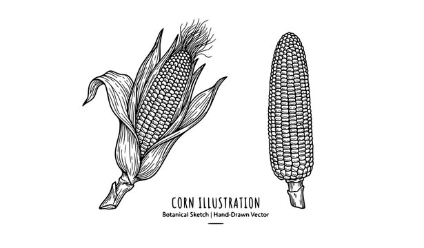Hand drawn corn cob outline vector with husk and peeled maize line art for menu food design isolated on white