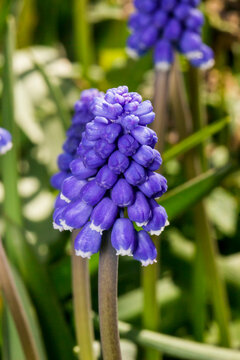 Muscari; grape, A stunning close-up of a grape hyacinth Muscari armeniacum showcasing its vibrant purple blooms