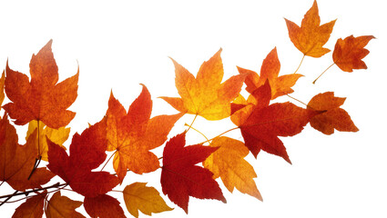 Obraz premium Vibrant Autumn Maple Leaves Branch with Orange and Red Hues