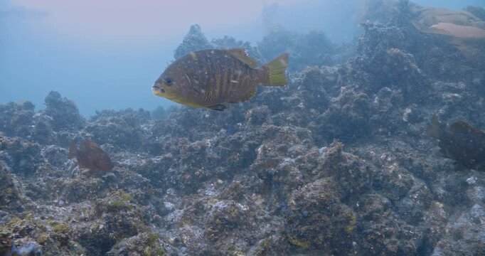 Pair of black surf perch cruising the rocky reef.
