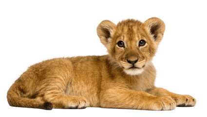 Young tawny lion cub lying down with fluffy mane and focused gaze © Maria