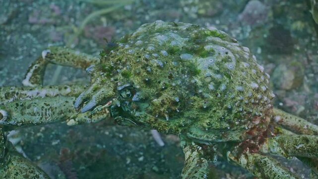 Macro view of sheep crab walking along seabed.