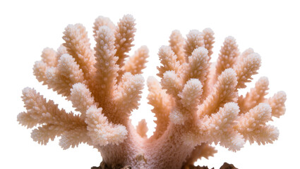 Delicate pink branching coral formation with intricate textures © Maria