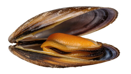 Opened mussel shell with soft body and brown markings © Maria