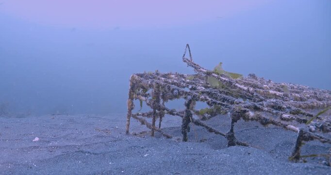  Small invertebrate life covers old lobster cage.
