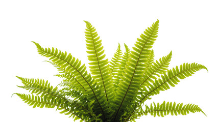 Lush green fern plant with delicate fronds and vibrant foliage © Maria