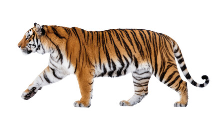 Fototapeta premium Striped Bengal Tiger Walking Profile View