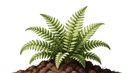 Lush green fern plant growing from dark brown soil mound © Maria