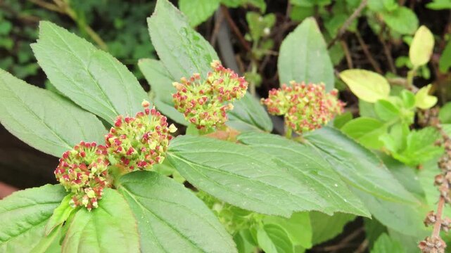 Closeup of asthma plant or hairy spurge (Euphorbia hirta), known in Brazil as erva de santa luzia.