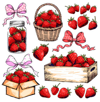 Hand Drawn Strawberry Illustration Set