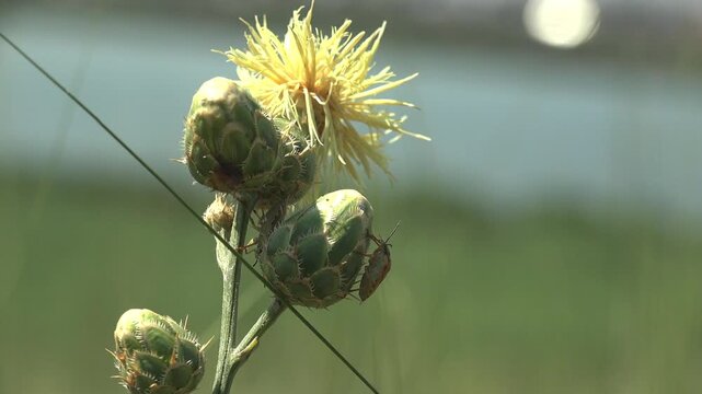 Macro view of two shield bugs hiding among yellow wildflower buds with shallow depth of field and soft natural sunlight