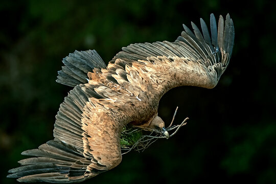 Buitre leonado en vuelo, en el parque natural de Cazorla, Segura y Las Villas.