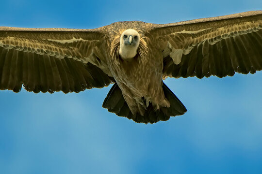 Buitre leonado en vuelo, en el parque natural de Cazorla, Segura y Las Villas.