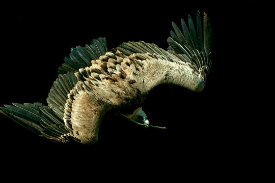 Buitre leonado en vuelo, en el parque natural de Cazorla, Segura y Las Villas.