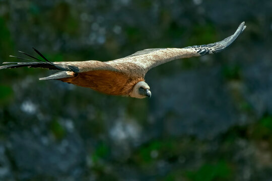 Buitre leonado en vuelo, en el parque natural de Cazorla, Segura y Las Villas.