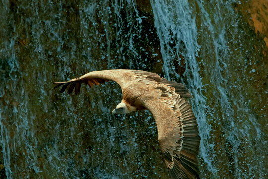 Buitre leonado en vuelo, en el parque natural de Cazorla, Segura y Las Villas.