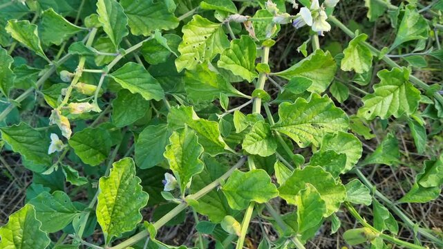 Close Up of Wild Solanum Nightshade Plant with Purple White Flowers and Green Leaves
