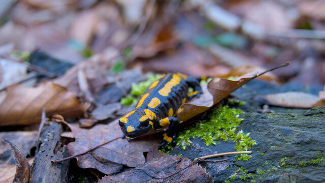 a seldom black and yellow fire salamander in nature, close up, in Germany, Europe
