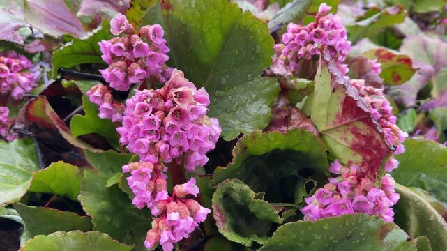 Bergenia crassifolia in the spring, in the rain and wet snow, close-up