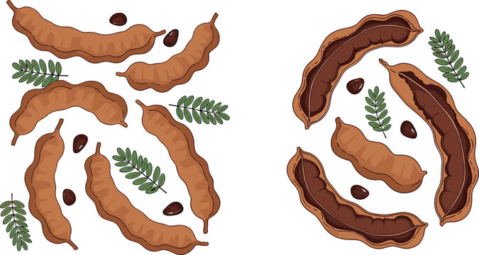 Tamarind Pods with Open and Closed Views and Seeds for Tropical Fruit and Healthy Food Illustrations