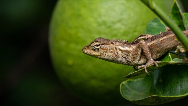 macro, close up, garden chameleon, with the scientific name calotes versicolor, has a grayish brown or olive green color, which is on a tree branch, can be used as wallpaper.