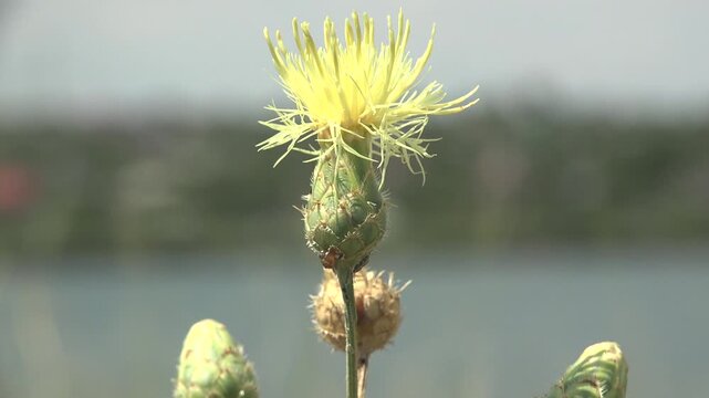 Macro shot of yellow knapweed wildflower swaying in wind with soft bokeh background and small flying insect in natural daylight