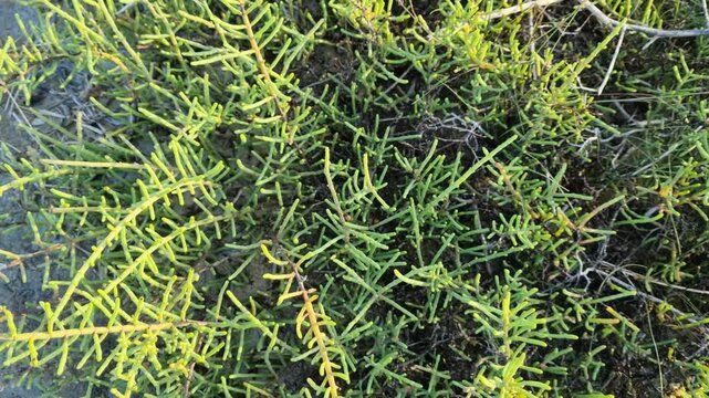 Coastal Halophyte Succulent Plant Tecticornia Indica Near Water Edge in Mangrove Ecosystem