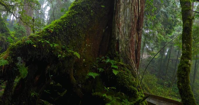 Ancient sacred trees standing for thousands of years in the primeval forests of Taiwan's Cymbidium goeringii