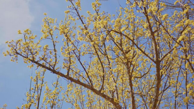close up shot of vibrant yellow blossoms of a Cornelian Cherry (Cornus mas) tree, also known as Cornel Dogwood, set against a clear, bright blue sky on a sunny spring day. This footage captures the es