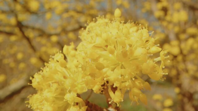 footage showcases the vibrant yellow blossoms of Cornelian Cherry (Cornus mas or Cornus officinalis) in early spring at Planting Fields Arboretum State Historic Park in Oyster Bay, New York.
