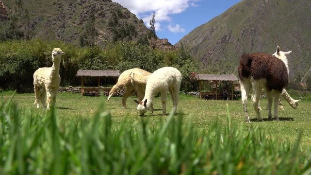 Typical alpacas and llamas eating in the town of Ollantaytambo in Cusco, Peru