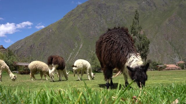 Typical alpacas and llamas eating in the town of Ollantaytambo in Cusco, Peru