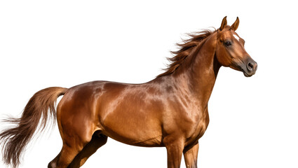 Obraz premium Bay Chestnut Stallion Standing Profile View with Flowing Mane