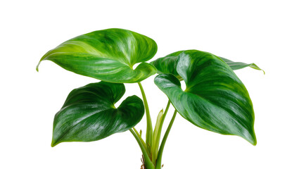 Vibrant Green Philodendron Plant with Large Heart-Shaped Leaves © Natalia