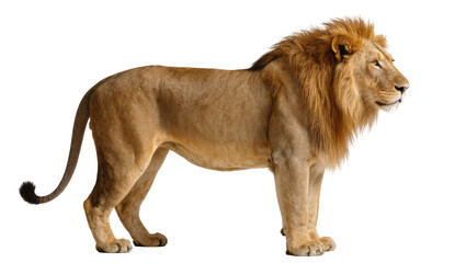 Adult Male Lion Standing Profile View with Thick Mane © Natalia