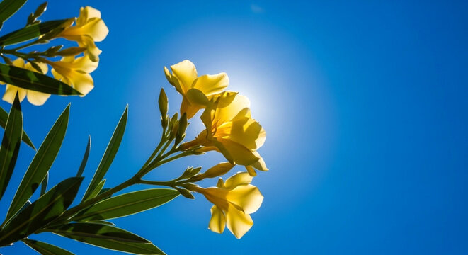Yellow oleander flowers blooming against a bright blue sky with sun flare