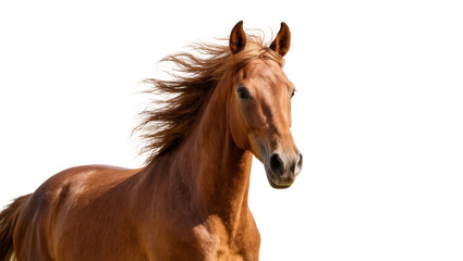 Chestnut equine with flowing mane and tail facing left © Natalia