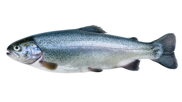 Silver speckled Rainbow Trout Fish with Fins and Scales