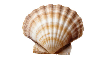 Obraz premium Detailed Brown Beige Scallop Shell with Textured Ridges and Spiral Pattern