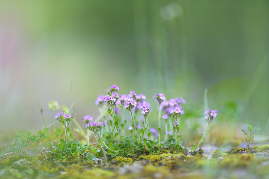 Close-up of small purple wildflowers growing on a mossy surface with green blurred background