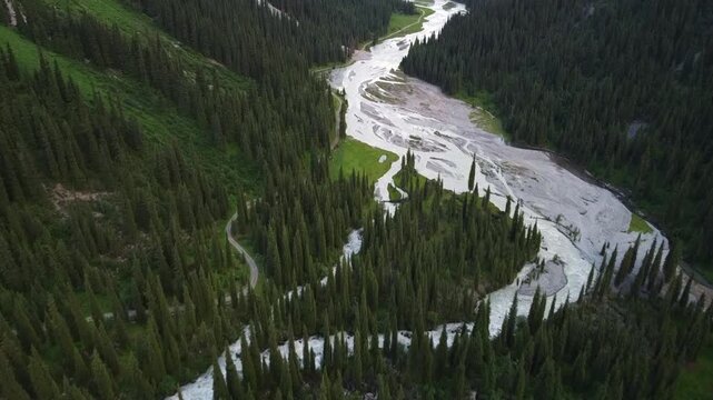 Wide aerial view of braided mountain river flowing through dense spruce forest valley, pristine wilderness, Tian Shan mountains, Kyrgyzstan, Karakol. High quality 4k footage