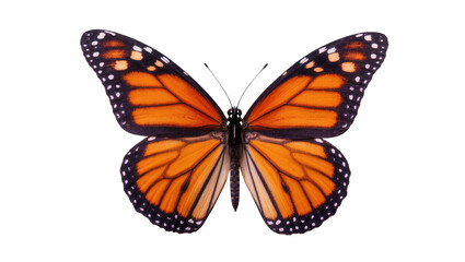 Vibrant Monarch Butterfly with Orange Wings and Black Veins © Natalia