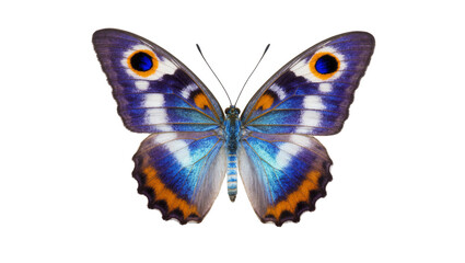 Blue patterned butterfly with orange and black wing borders © Natalia