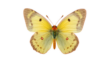 Pale yellow butterfly with orange and black markings, wings spread © Natalia