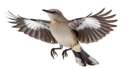 Northern mockingbird with wings spread, isolated on transparent background © Laura