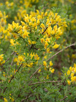 Es handelt sich um eine Nahaufnahme von gelb bl&uuml;henden Zweigen des Rauhhaar-Zwergginsters (Chamaecytisus hirsutus).