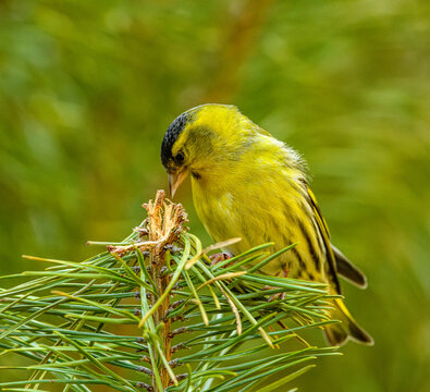 Eurasian siskin (Spinus spinus) on a branch